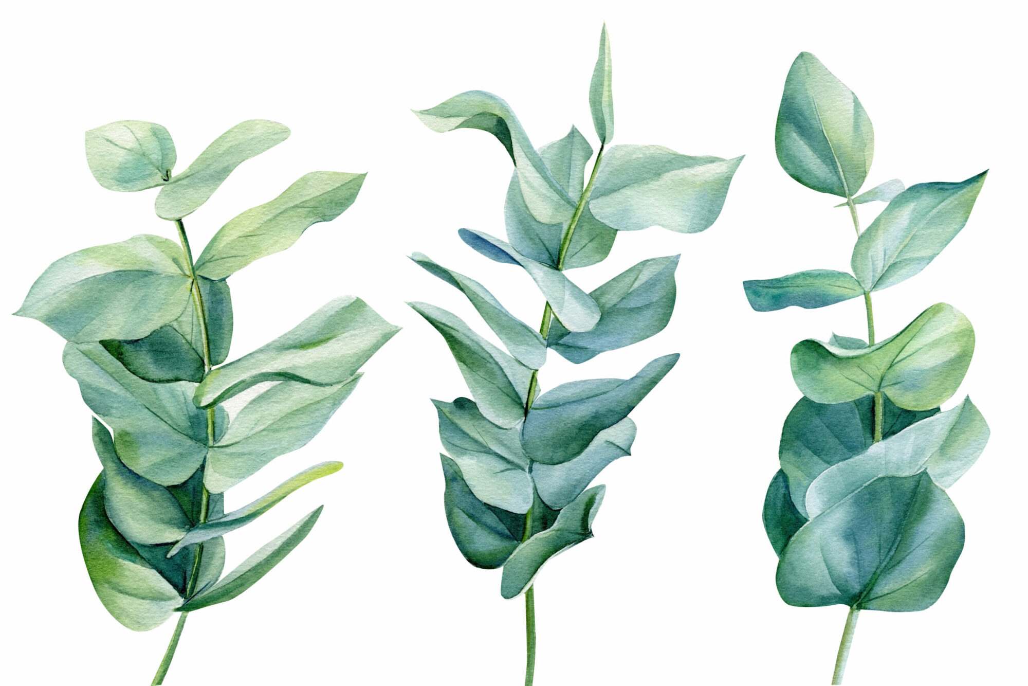 In sanften Farben gemalte Eukalyptus-Pflanze